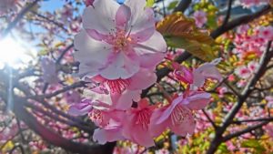 気が早いのか最近は桜＝河津桜になってきてます？